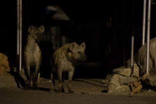 埃塞俄比亚斑鬣狗进城觅食 村民为保牲畜亲手喂养