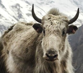 青海农村地区适合养殖羊 牛 猪 马 牦牛等牲畜吗