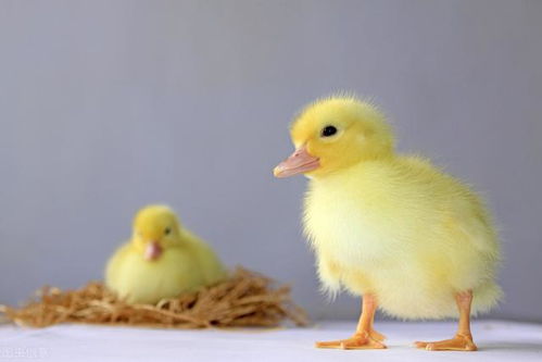 家禽的遭遇,素食者为什么不吃鸡蛋